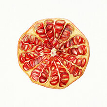 Vintage Nature Graphics, Halber Granatapfel (Deutschland, Europa)