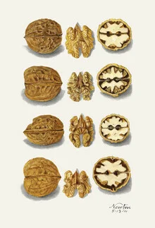 Wall art by Vintage Nature Graphics: stylized walnuts in soft colors