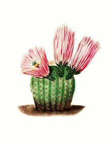 Wall art featuring a colorful cactus presented in a cheerful atmosphere.