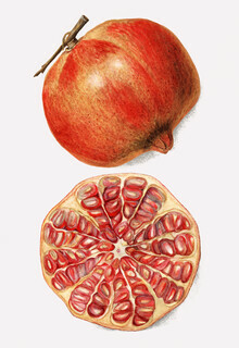 Vintage Nature Graphics, Punica Granatum (Vereinigte Staaten, Nordamerika)