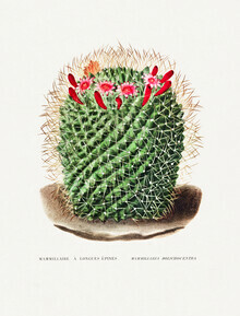Vintage Nature Graphics, Pincushion Cactus (France, Europe)