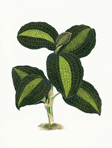 Illustration of a green vintage plant with gentle contours and a nostalgic vibe