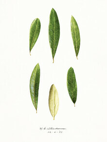 Vintage Nature Graphics, Olea Europaea (Vereinigte Staaten, Nordamerika)