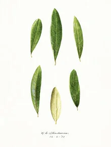 Wall art by Vintage Nature Graphics: illustration of an olive tree branch