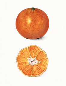 Vintage Nature Graphics, Citrus Sinensis (United States, North America)