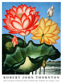 Vintage Nature Graphics, Robert John Thornton: The Sacred Egyptian Bean (Vereinigte Staaten, Nordamerika)