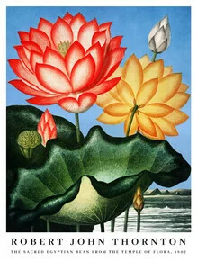 Wall art of a botanical illustration featuring the sacred Egyptian bean
