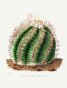 Wall art by Vintage Nature Graphics: stylized depiction of an Echinocactus