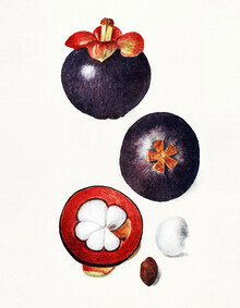 Vintage Nature Graphics, Mangostanen (Vereinigte Staaten, Nordamerika)