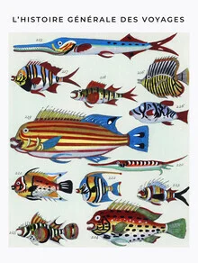 Illustrierte Darstellung von Fischen in sanften Farben und verspieltem Stil.