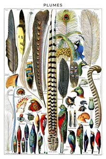 Vintage Nature Graphics, Plumes (Frankreich, Europa)