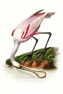 Illustration of a roseate spoonbill in soft colors with botanical elements