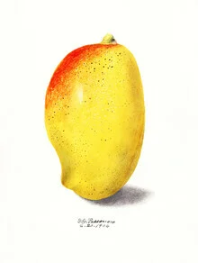 Illustration of a mango with soft colors and a botanical style