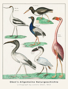 Vintage Nature Graphics, Säbelschnäbler und Austernfischer (Deutschland, Europa)