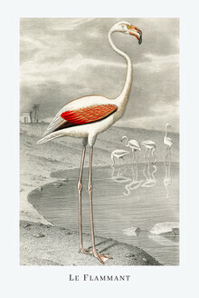 Vintage Nature Graphics, Le Flammant (Frankreich, Europa)