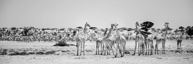 Wandbild von Dennis Wehrmann: Giraffenherde im Kgalagadi Transfrontier Park