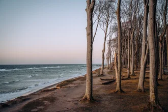 Fotokunst von André Alexander: Gespensterwald mit mystischen Bäumen bei Sonnenuntergang