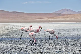 Fotokunst von Kay Wiegand: Flamingos in einer ruhigen Lagune in Bolivien.