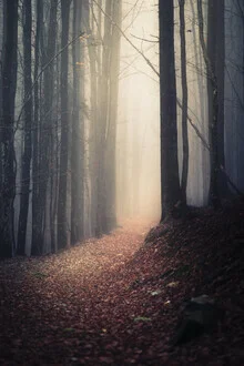Photo art by Florian Eichinger: mysterious path through a foggy autumn forest