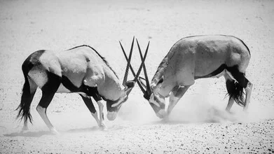 Massive Oryx fights in the Namibian desert, showcasing its strength.