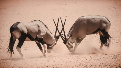 Dennis Wehrmann, Stattliche um den Ruhm kämpfende Oryx (Namibia, Afrika)