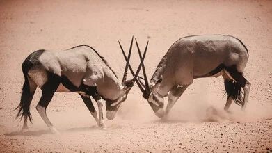 Massive Oryx engaged in a fight for glory, captured in Namibia.