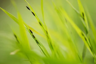 Photo art by Nadja Jacke: gentle grass with seeds in focus, calm, minimalist composition