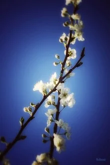 Wunderschöne Fotokunst mit blauen Blüten und sanften Formen