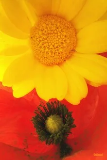 Fotokunst mit zarten Blumen, die Frühlingsgefühle vermitteln