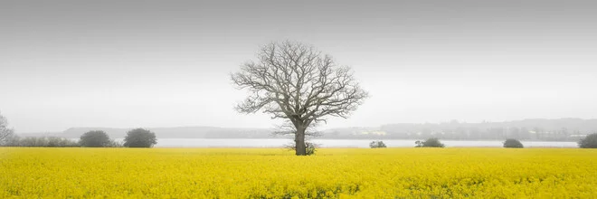 Photo art by Dennis Wehrmann: rapeseed field in soft yellows under a blue sky.