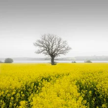 Photo art by Dennis Wehrmann: rapeseed field with a tree in the foreground.