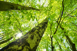 Oliver Henze, Green treetops of a birch (Germany, Europe)