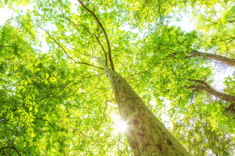 Oliver Henze, Luminous treetops (Germany, Europe)