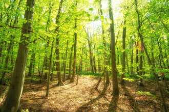 Oliver Henze, Luminous spring forests in the Harz Mountains (Germany, Europe)