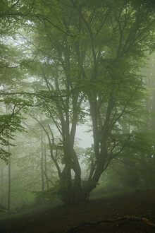Nadja Jacke, Fog in the Teutoburg Forest (Germany, Europe)