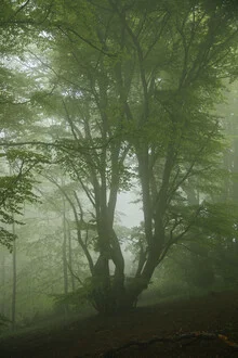 Fog in the Teutoburg Forest: serene woodland scene with a mystical atmosphere