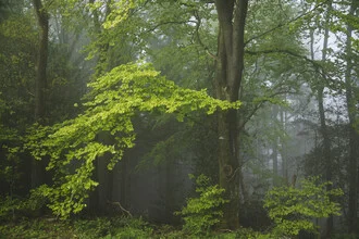 Misty forest in the Teutoburg Forest, soft mood and blurred outlines