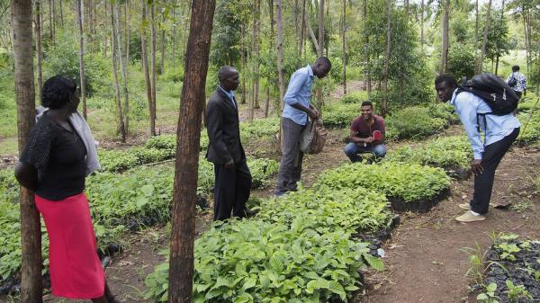 Rendre la sauvegarde des forêts économiquement viable