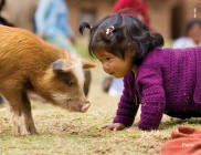 Combatir la pobreza con animales