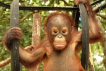 Sponsorship for baby orangutan Miko