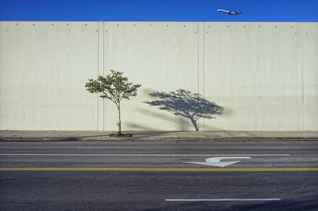 Albero, ombra e aereo di Jeff Seltzer