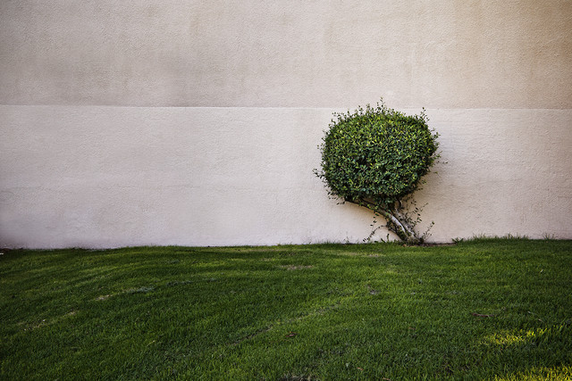 Un arbre par Jeff Seltzer